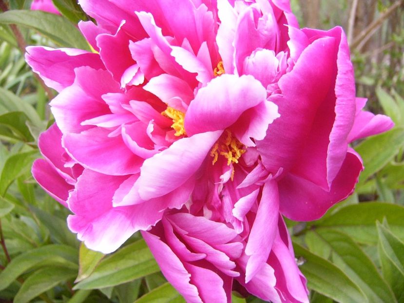 P1330810 - ANUL 2017 VII