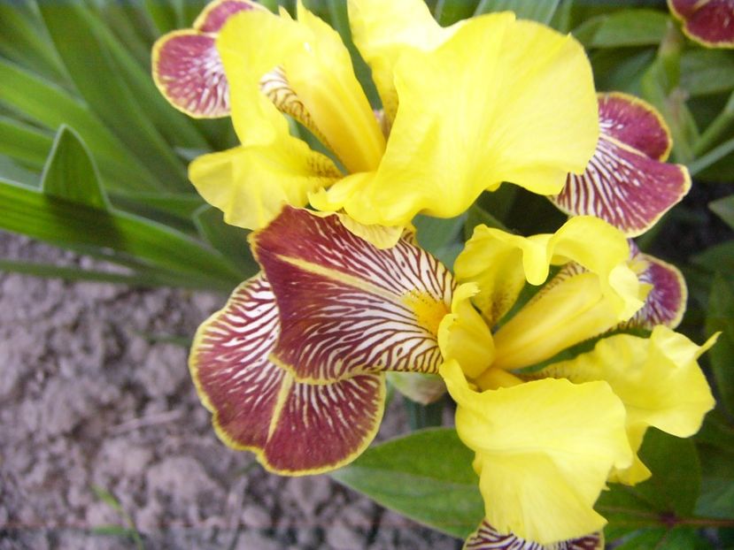 P1330813 - ANUL 2017 VII