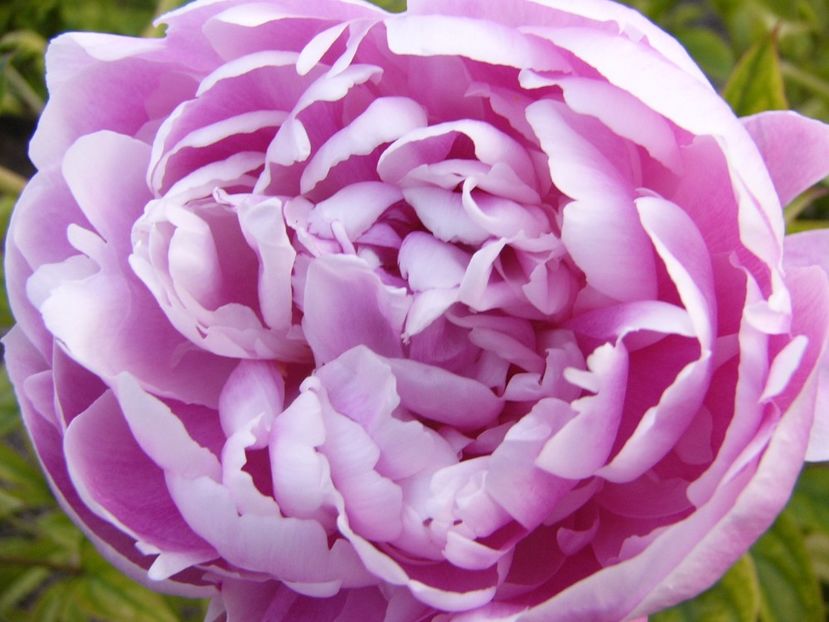 P1330814 - ANUL 2017 VII