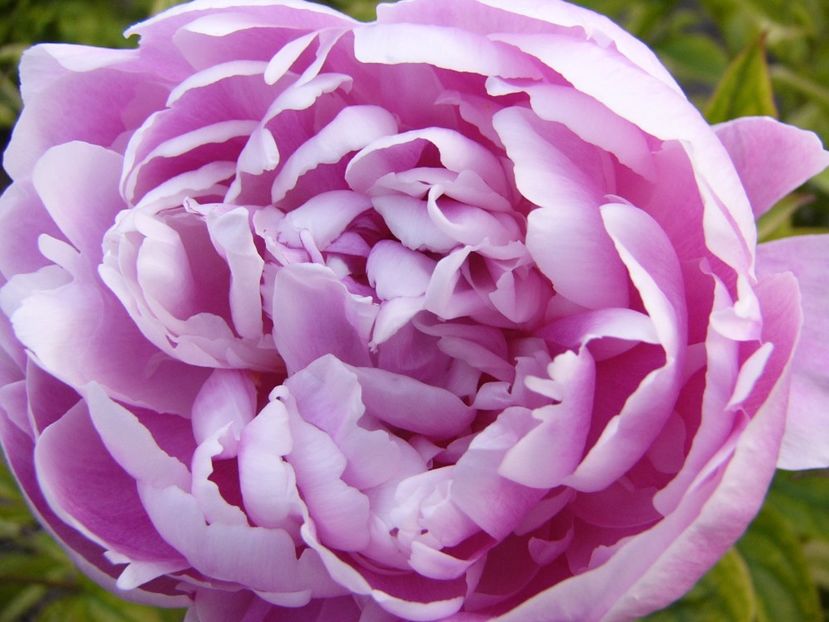 P1330815 - ANUL 2017 VII