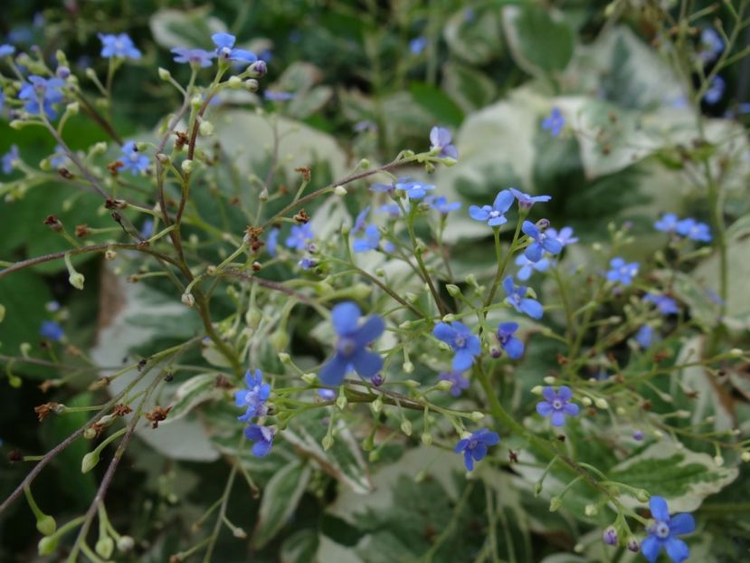  - si mai frumoase zile de Mai