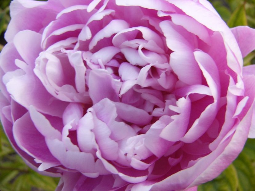 P1330816 - ANUL 2017 VII