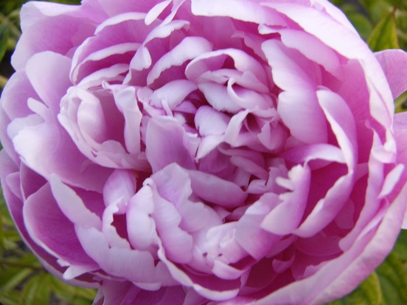 P1330817 - ANUL 2017 VII