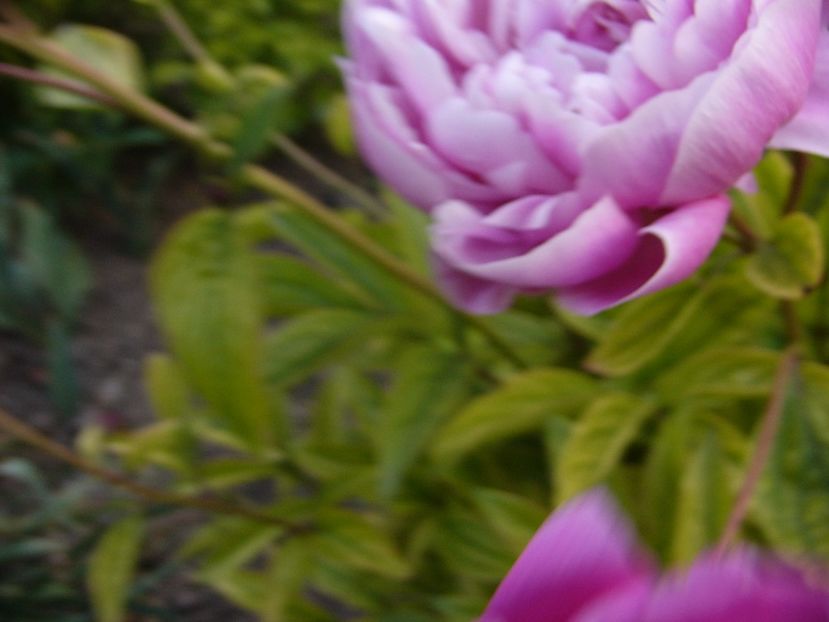 P1330818 - ANUL 2017 VII