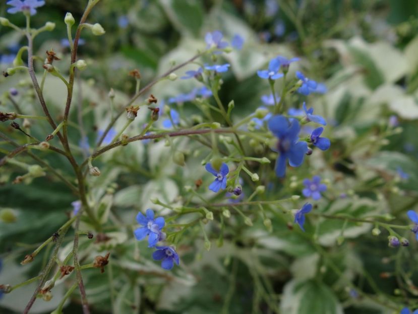  - si mai frumoase zile de Mai