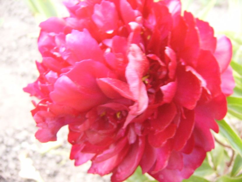 P1330838 - ANUL 2017 VII