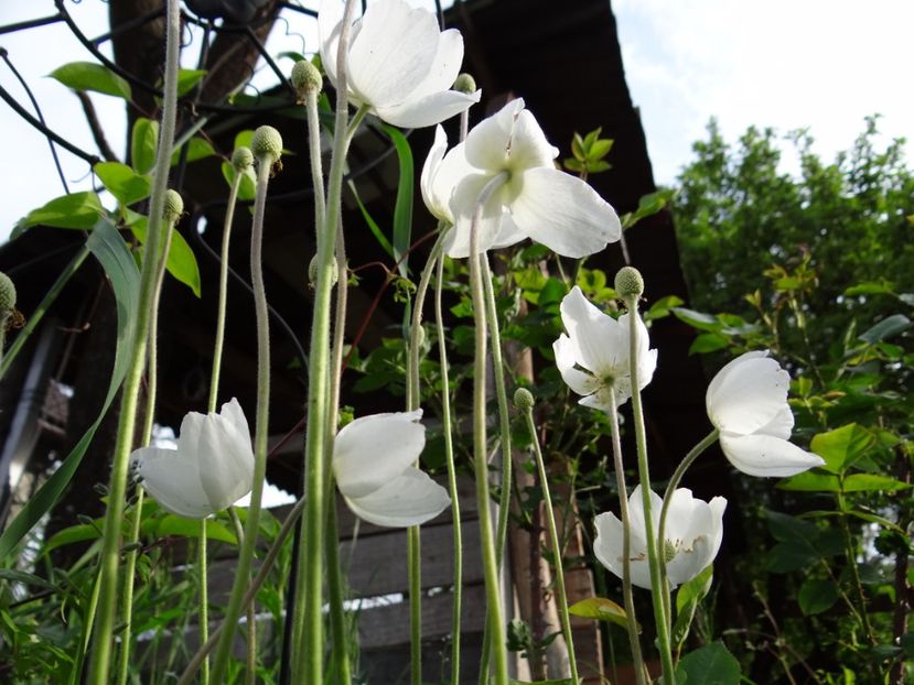  - si mai frumoase zile de Mai