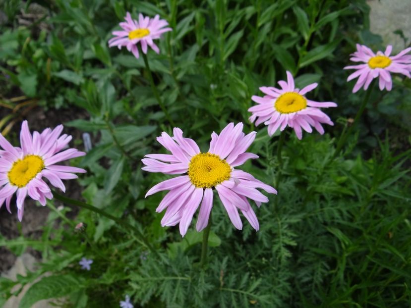 tanacetum robinson roseum - si mai frumoase zile de Mai