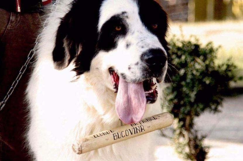  - Canisa de Manastireni