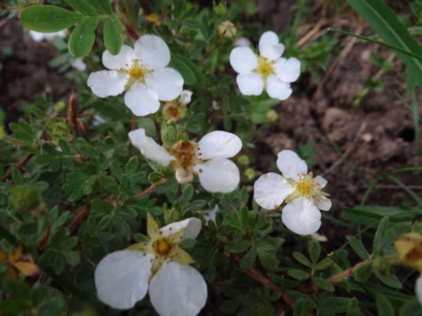 Potentila white - si mai frumoase zile de Mai