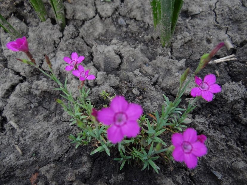 Dianthus_myrtinervius - si mai frumoase zile de Mai