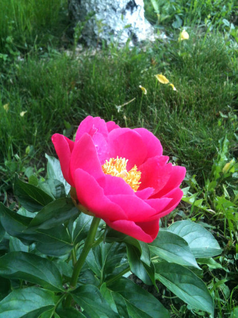 "Paula Fay" Peony - Bujori erbacei