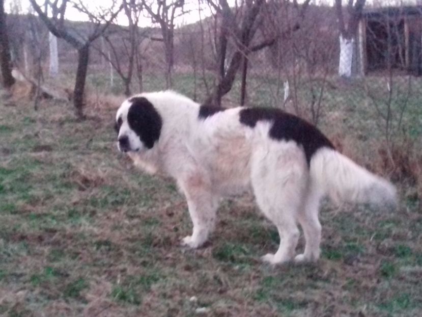 20170326_200130(0) - Campion Rom Ochiut de Horodnic