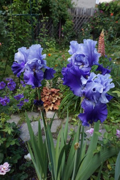 Royalist - Irisi 2017