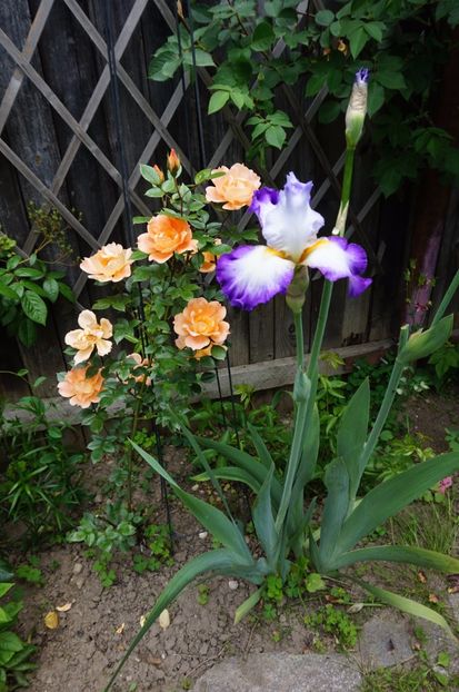 Conjuration - Irisi 2017