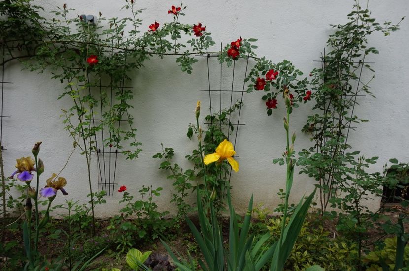 Gypsy Prince si Galbenel - Irisi 2017