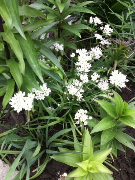  - 01-Flori din curtea mea 2017