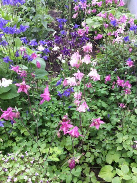  - 01-Flori din curtea mea 2017