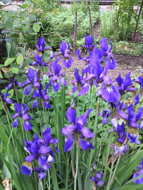  - 01-Flori din curtea mea 2017