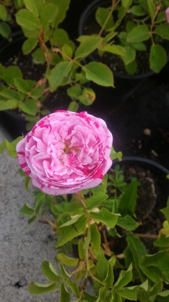 P_20170521_133200 - Variegata di Bologna  3B