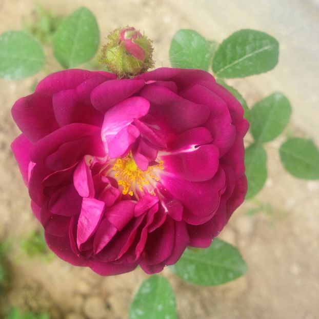 nuits de young - trandafiri 2017