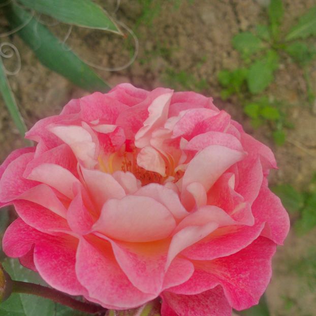 michelle bedrosian - trandafiri 2017