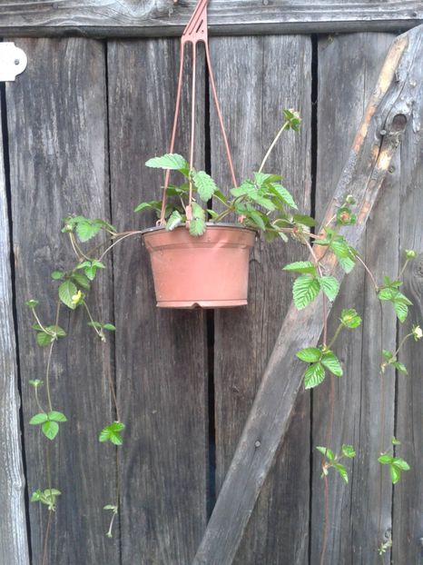 Frag curgator floare galbena - 0 Plante ornamentale