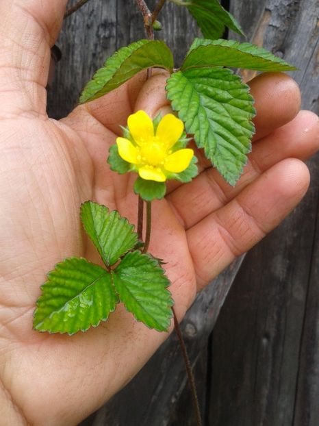 frag - 0 Plante ornamentale