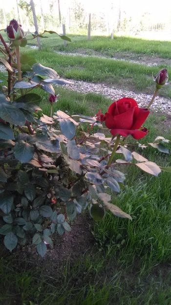 Mr. Lincoln - TRANDAFIRI 2017