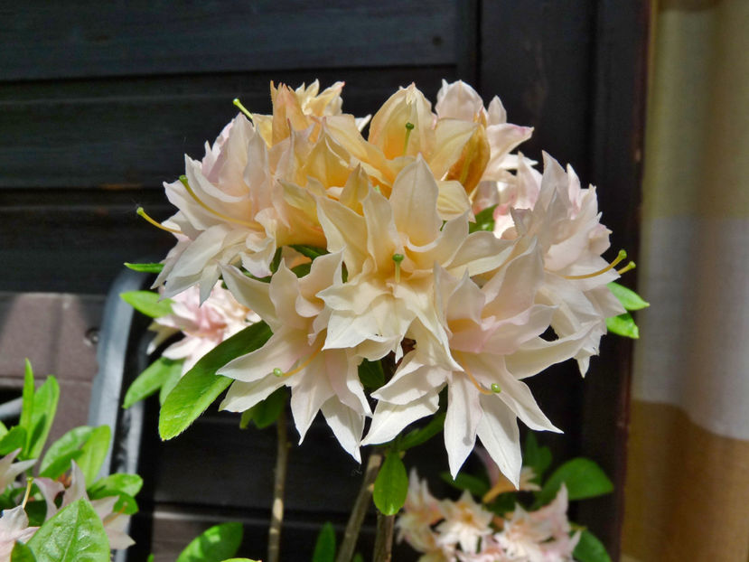  - Azalee si Rhododendroni