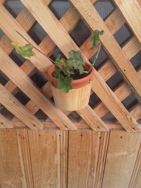 Muscata 03 - muscate 2017