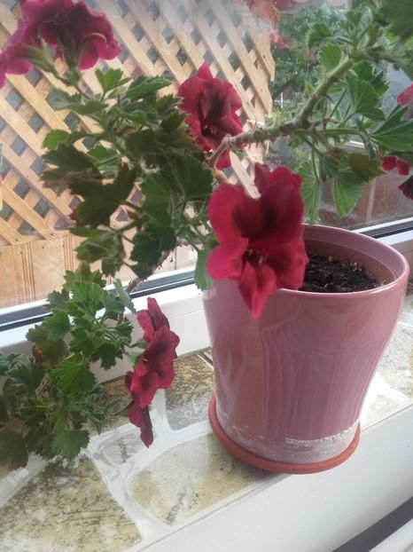 Muşcata 07 - muscate 2017