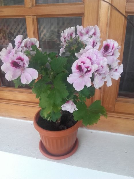 Muşcată 08 - muscate 2017