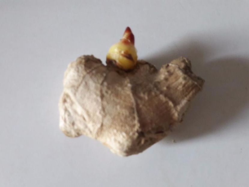 dafin 2017 - ghimbir 2017