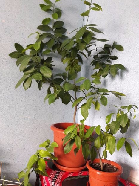 lamai - lamai catalin 2017