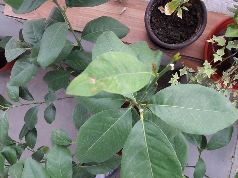 lamai - lamai catalin 2017