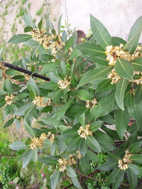 dafin - dafin inflorit 2017