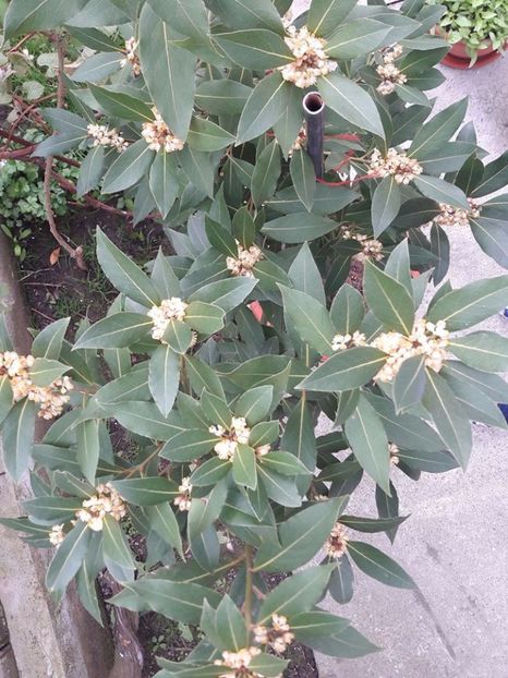 dafin - dafin inflorit 2017