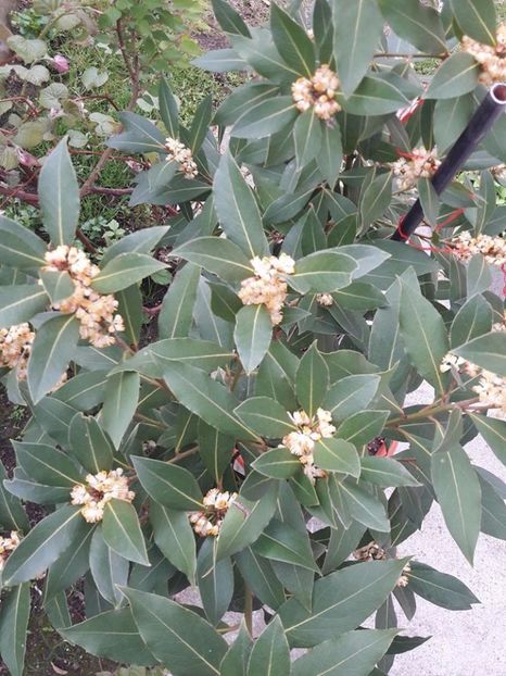 dafin - dafin inflorit 2017