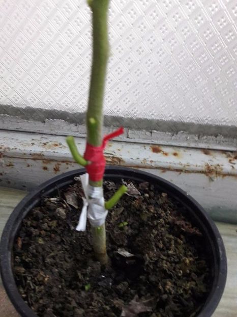 lamai altoit 21.05. 2017 - lamai altoiti 2017