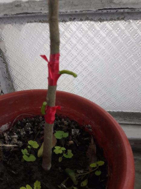 lamai altoit 21.05.2017 - lamai altoiti 2017