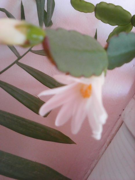 Photo0032 - Flori