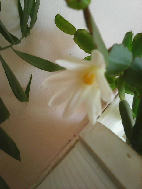 Photo0033 - Flori