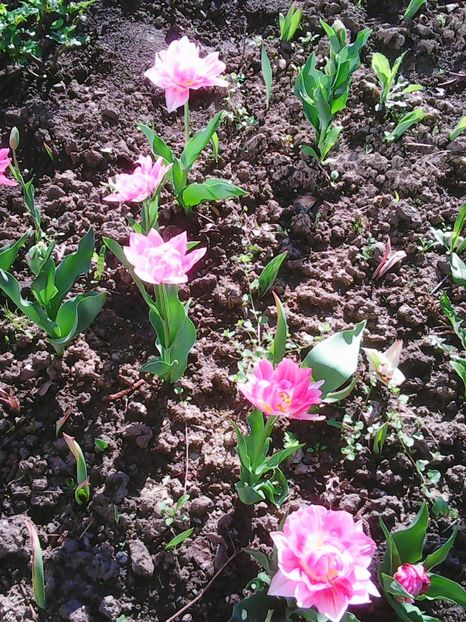 Photo0060 - Flori