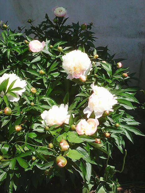 Photo0069 - Flori