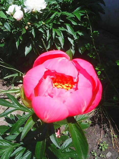 Photo0070 - Flori