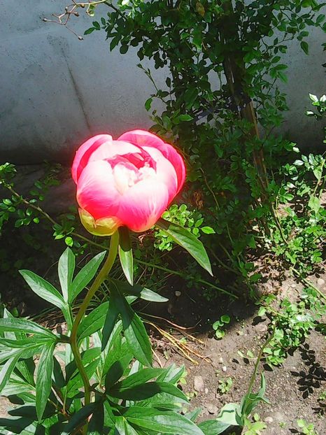 Photo0071 - Flori