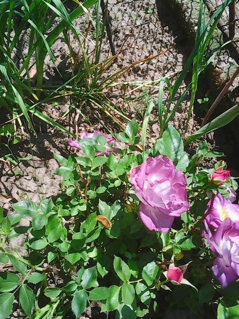Photo0076 - Flori