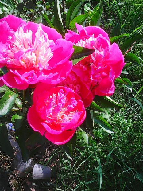Photo0083 - Flori