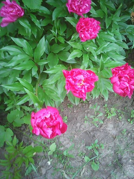 Photo0090 - Flori